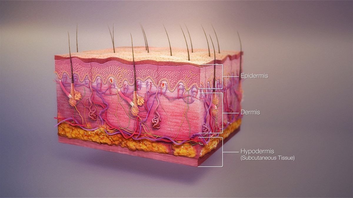 Body tissue evolution and biomechanics assessment at Dr. Elham Keikha clinic